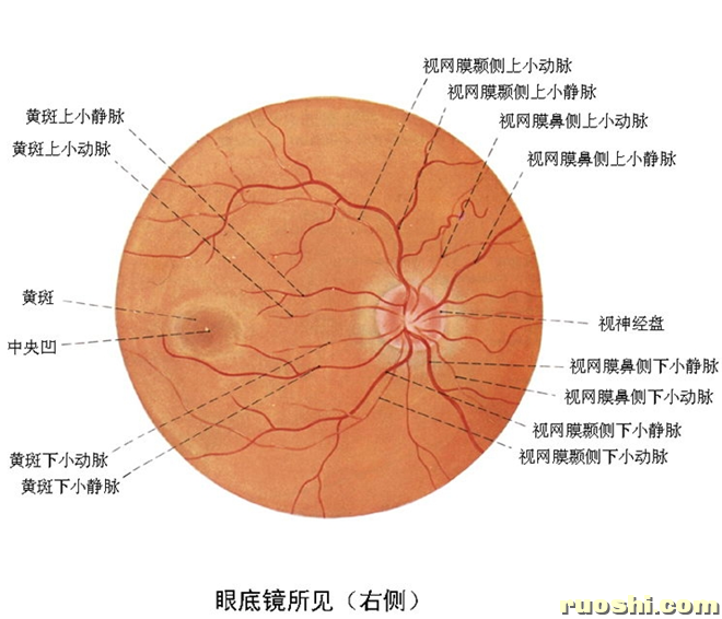 眼底解剖图
