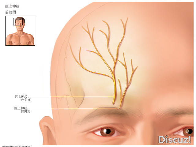 眶上神经的位置示意图图片