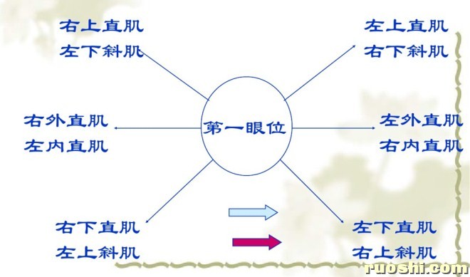 眼外肌和所司功能