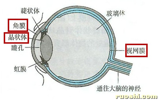 眼球的结构