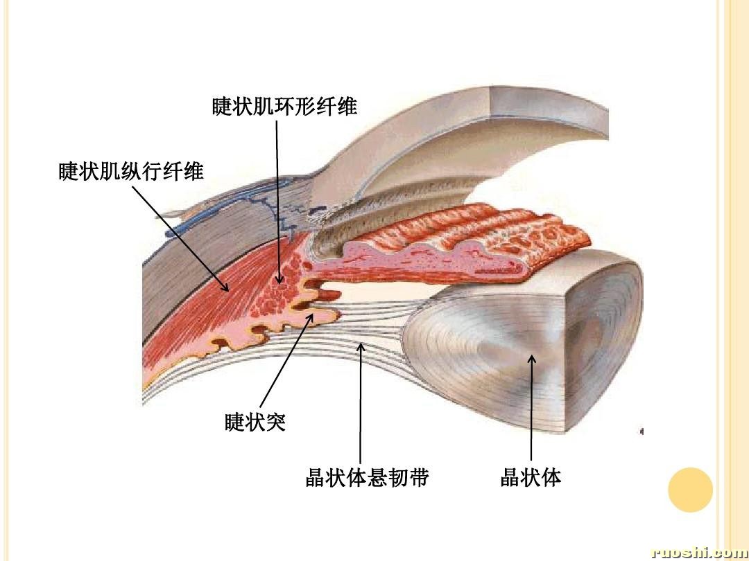 睫状肌