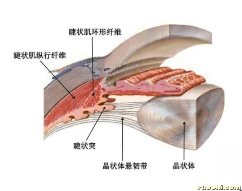 睫状肌